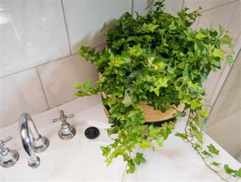 三的古字 浴室適合放什麼植物